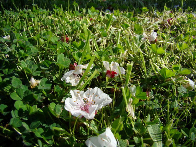 Sviluppo vegetale dell'' albicocco Prunus armeniaca